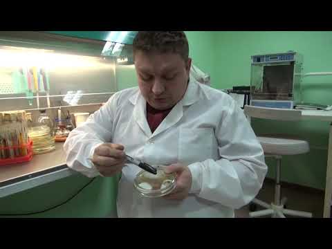 Видео: МЕТАРИЗИУМ И СЕННАЯ ПАЛОЧКА || Проверка совместимости на чашках Петри в лабораторных условиях