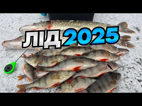Видео: Відкриваємо 2025.  Набігались за жерлицями, половили окуня, побачили карася