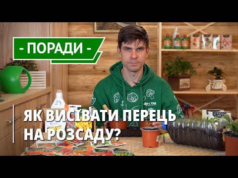 Видео: Вирощування перцю на розсаду. Терміни посіву, різновиди перців, добрива, полив. Пересадка в горщики