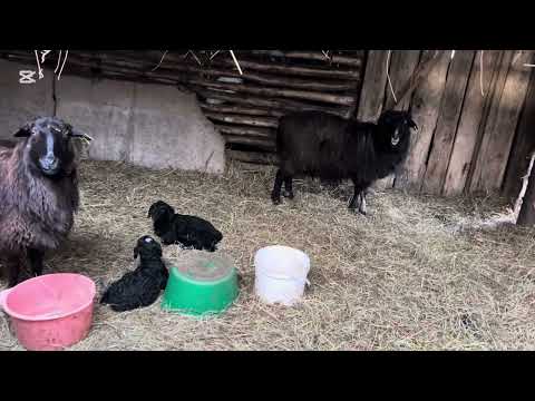 Видео: Ауыл вайб: 🐂🐄