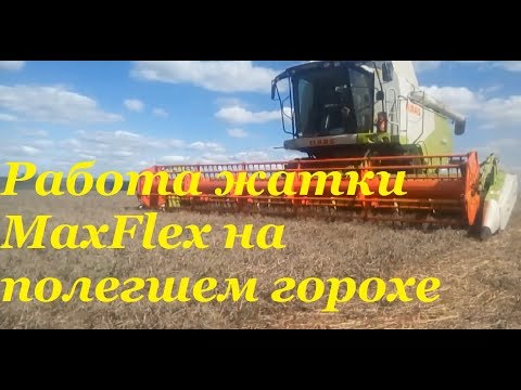 Видео: Жатка Claas MaxFlex на уборке полегшего гороха