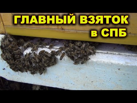 Видео: Главный взяток по Питерски.