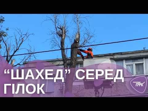 Видео: Для дерев, уражених уламками дрону, провели санітарну обрізку