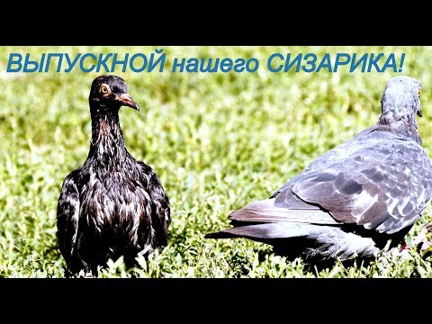 Видео: Выпускаем спасенного и подросшего птенца голубя сизаря в прощальный полет! Танец птенца  на воле!