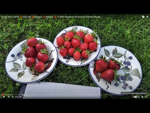 Видео: Огляд пізніх сортів 🍓 Галія Чів 🍓 Каденза 🍓 Марієка 🍓 🇺🇦 2025 #саджанці #полуниця #суниця #ягода