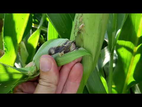 Видео: PIONEER 9074,LIMAGRAIN АДЕВЕЙ АБО Ж KWS БОГАТИР ХТО ВИЯВИТЬСЯ КРАЩИМ В ЦЬОМУ СТРЕСОВОМУ РОЦІ.