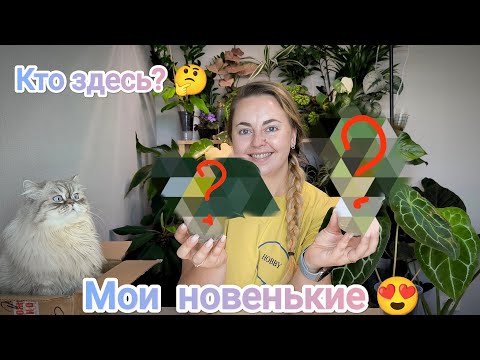 Видео: РАСПАКОВКА новых растений/как перенесли доставку?/рост моих черенков