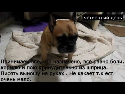 Видео: Грыжа шейного позвонка или невралгия? Французский бульдог.Боли в шее. (часть 1)