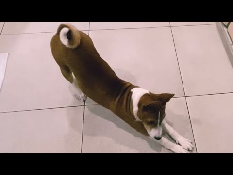 Видео: Басенджи в 4 Месяца Знает Пятнадцать Команд | Basenji in 4 months knows fifteen teams