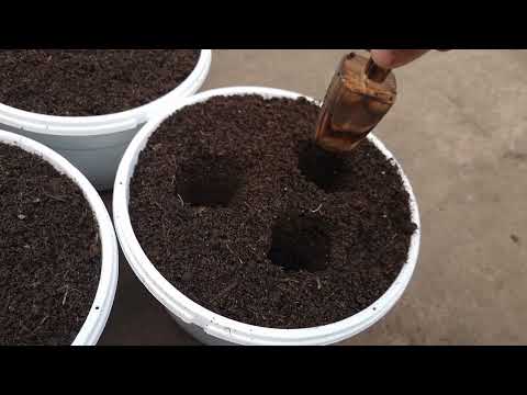 Видео: Тонкости перевалки дихондры в кашпо, нюансы. Описание дихондры.