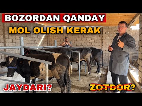 Видео: Бу Ишларни Килмасангиз Молдан Фойда Килмайсиз! Доктордан Мол Олиш,Бокиш,Сотиш хакида тавфсиялар!