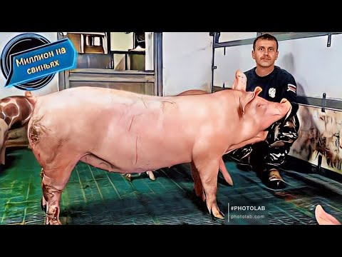 Видео: Новая генетика на нашем хозяйстве! 