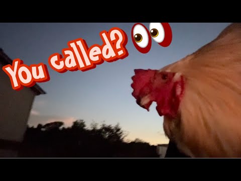 Видео: Уборка территории… Поймать и отпустить поздно ночью!