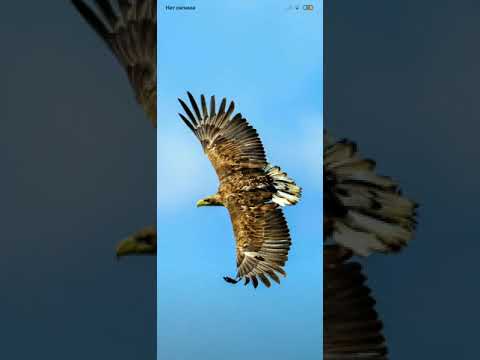 Видео: ГР  ШАХНАБАТ  97  МАГЬЕРЕМ ХУЬР