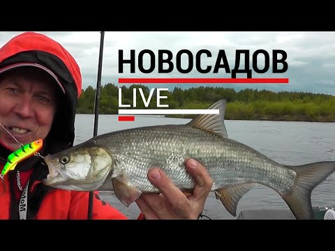 Видео: Жерех и окунь. Ловля на вибы (раттлины). #НовосадовLive