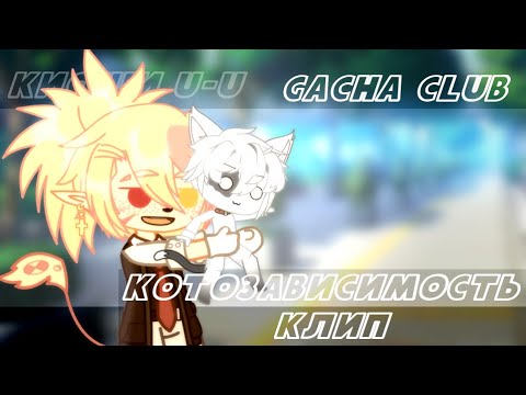Видео: Клип - КОТОЗАВИСИМОСТЬ //gacha club//