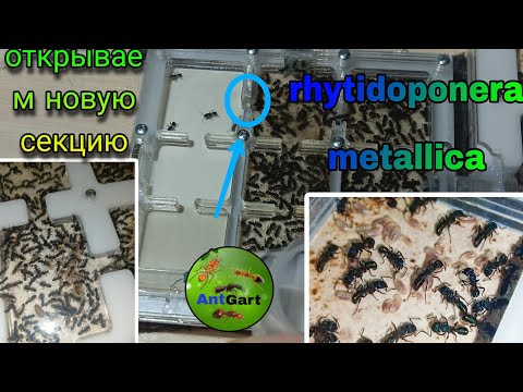 Видео: Открытие последней секции. Rhytidoponera metallica снова заполнили все. зелёный муравей AntGart