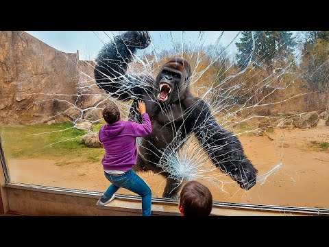 Видео: 55 ЖИВОТНЫХ С НЕВЕРОЯТНЫМИ СВЕРХСПОСОБНОСТЯМИ