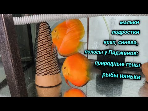 Видео: Разведение, содержание дискусов и эксперименты