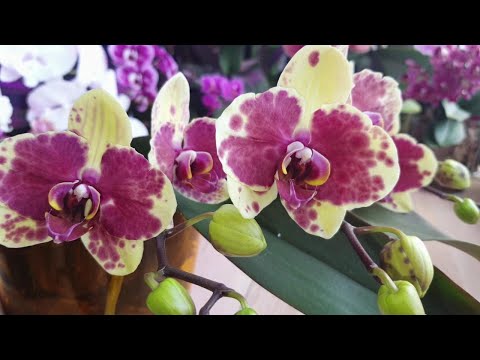 Видео: Орхидея Phalaenopsis Exotic Punch #Цветение 2025