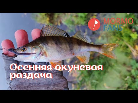 Видео: Осенняя окуневая раздача на Thirty34Four Advancement DFR-511