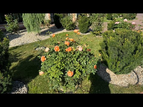 Видео: Моя #дача#все недоглянуто//відеодня#gardening #rose #vlog 