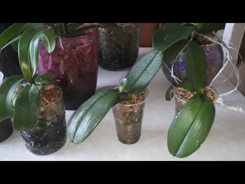 Видео: Как И ЧЕМ удобрять ОРХИДЕИ в ЗАКРЫТОЙ системе с КЕРАМЗИТОМ И как удобрять в ЗС с КОРОЙ