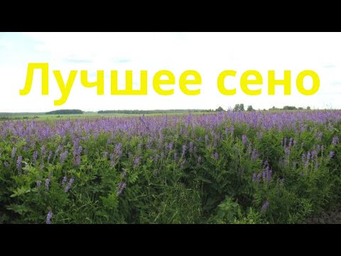 Видео: Какую траву посеять на сено Люцерна  Козлятник Как и когда сеять люцерну Сколько семян люцерны нужно