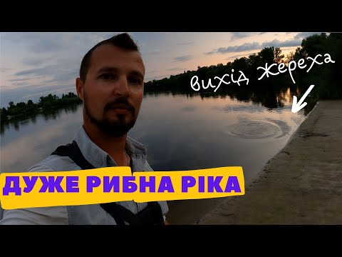 Видео: Ловля на течії - РИБНО, але НЕПРОСТО. Ловля щуки, окуня, судака на течії. Рибна Десна влітку.