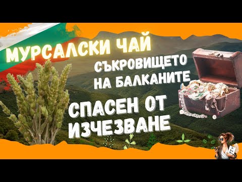 Видео: Мурсалски чай–билката за СИЛНО СЪРЦЕ и ДЪЛЪГ ЖИВОТ! История,ползи и рецепти / Mursal tea