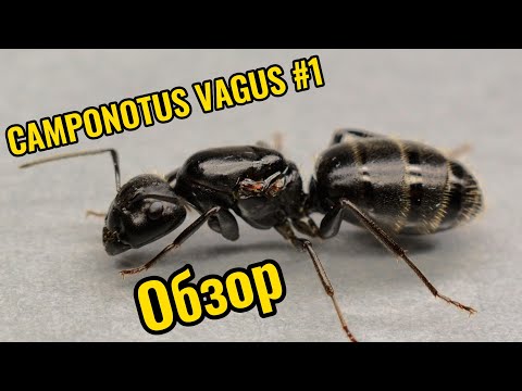 Видео: Муравьиная ферма. Camponotus Vagus #1. Обзор