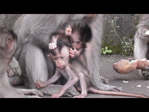 Видео: Розово-розовый малыш [Милая и очаровательная маленькая обезьянка] #tuabangmonkey