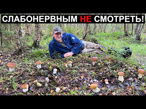 Видео: ТАК 👇 вы ещё НИКОГДА НЕ СОБИРАЛИ ГРИБЫ! Белые грибы ПОВСЮДУ! Вы будете ШОКИРОВАНЫ от ПРОСМОТРА!