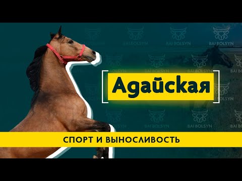 Видео: Адайская лошадь — спортивная порода с богатой историей. Генетика, содержание и преимущества