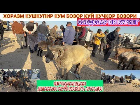 Видео: ЭРТАЛАПДАН ДЕХКОН КУЙ КИМГА ОТАДИ КУРИНГ ХОРАЗМ КУШКУПИР КУЙ БОЗОРИ 24-октябрь 