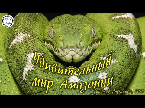 Видео: Удивительный мир Амазонии