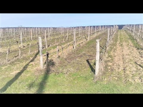 Видео: Торене на лозя за винопроизводство