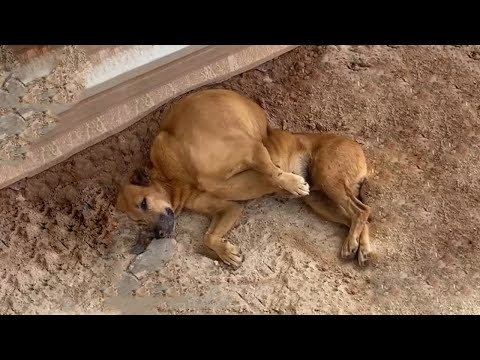 Видео: Люди проходили мимо автобусной остановки, отворачиваясь, когда она умоляла: «Пожалуйста…