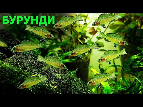 Видео: Аквариум с Бурунди