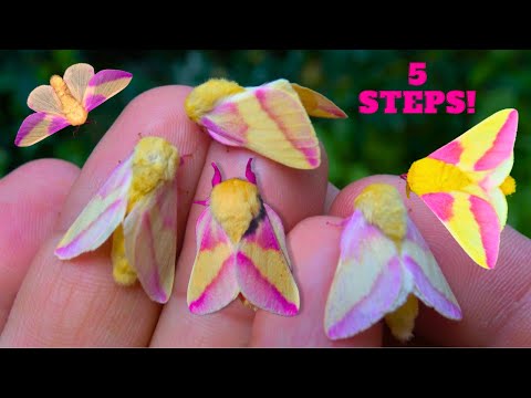 Видео: РОЗОВЫЕ КЛЕНОВЫЕ МОТЫЛЬКИ В КАЧЕСТВЕ ДОМАШНИХ ЖИВОТНЫХ!? Как их развести за 5 ШАГОВ!