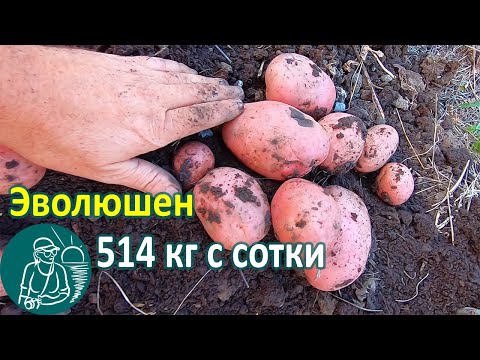 Видео: Эволюшен в жарком климате от посадки до уборки урожая 🥔 Выращивание картофеля 🌿 Опыт Гордеевых