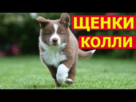 Видео: Щенки колли уход,особености воспитания и наказания