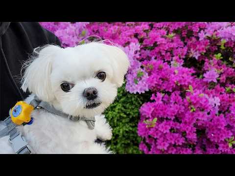 Видео: Щенок-аренда, который хочет делать все, что хочет.