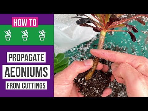Видео: Как размножить эониумы черенками — просто и эффективно