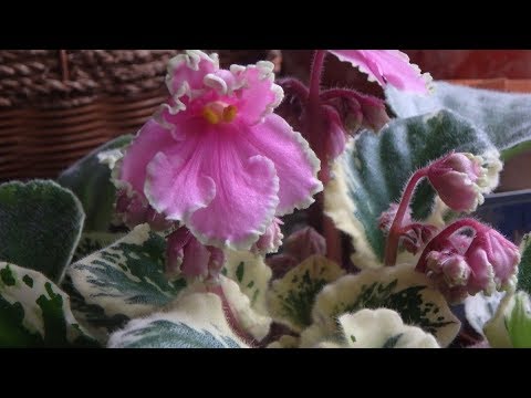 Видео: комнатные растения в апреле 2018