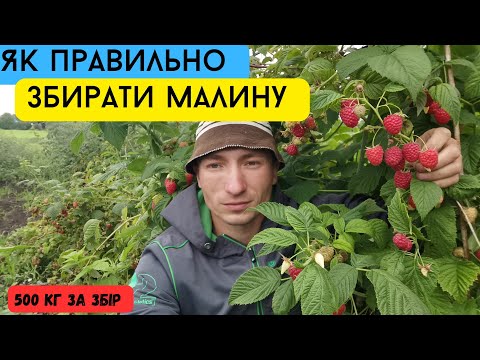 Видео: Зібрав 500 кілограм малини за день / Як правильно збирати малину / Плодоношення малини