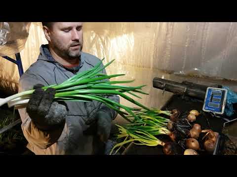 Видео: Чистим лук Каратал. Считаем процент выхода пера