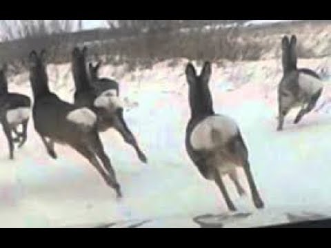 Видео: Загонная охота с на КОСУЛЮ на лошадях.(Не удачная съёмка).