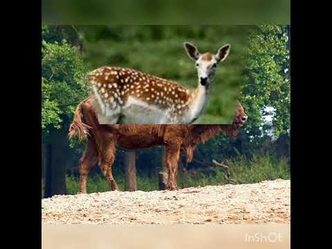 Видео: "Кыргызстандын коруктары" саякат-сабагы