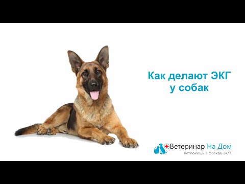 Видео: Как делают ЭКГ у собак